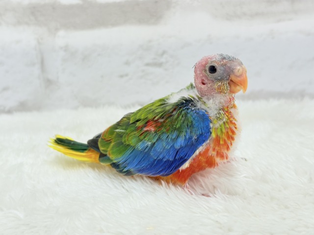 【最新画像更新🪄】注目の的🎯カラフルフェザー🪶✨キキョウインコ ヒナ キキョウインコ(桔梗インコ)