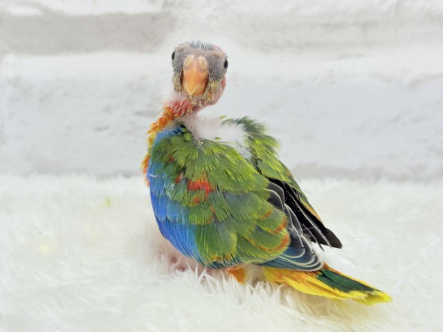 【最新画像更新🪄】注目の的🎯カラフルフェザー🪶✨キキョウインコ ヒナ キキョウインコ(桔梗インコ)