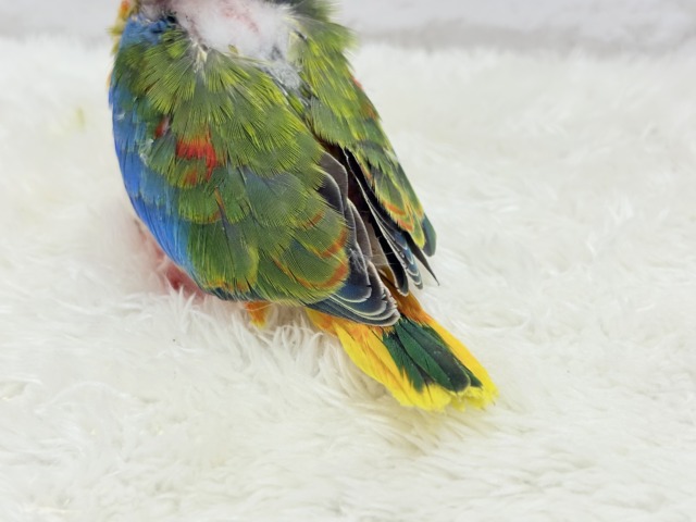【最新画像更新🪄】注目の的🎯カラフルフェザー🪶✨キキョウインコ ヒナ キキョウインコ(桔梗インコ)