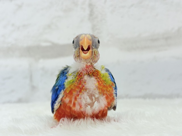 【最新画像更新🪄】注目の的🎯カラフルフェザー🪶✨キキョウインコ ヒナ キキョウインコ(桔梗インコ)