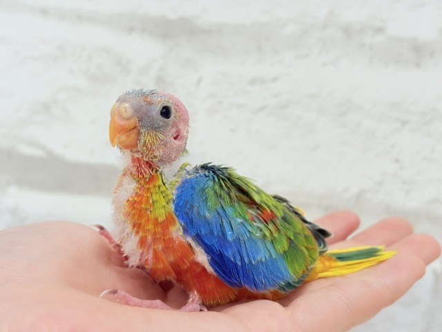 【最新画像更新🪄】注目の的🎯カラフルフェザー🪶✨キキョウインコ ヒナ キキョウインコ(桔梗インコ)
