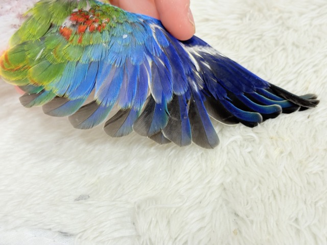 【最新画像更新🪄】注目の的🎯カラフルフェザー🪶✨キキョウインコ ヒナ キキョウインコ(桔梗インコ)