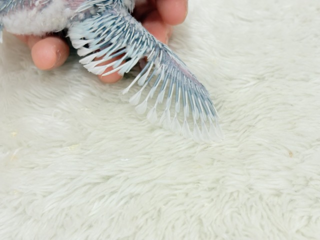マメルリハ