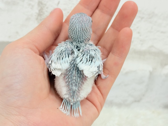 マメルリハ