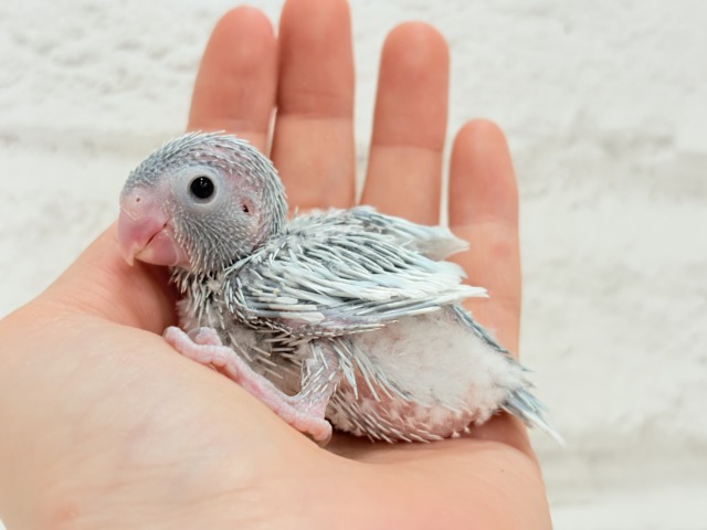 マメルリハ