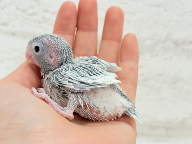 マメルリハ