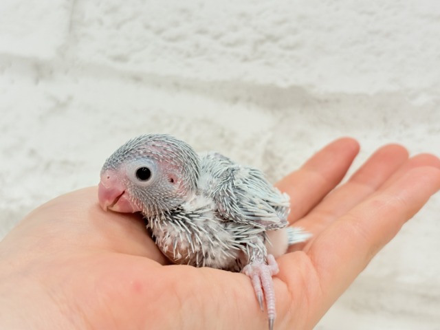 マメルリハ