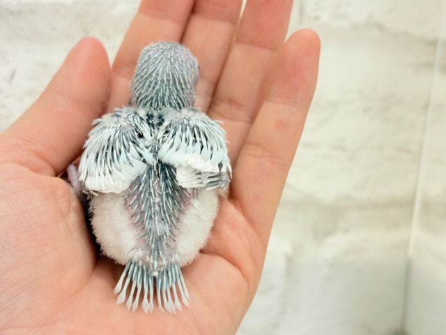 マメルリハ