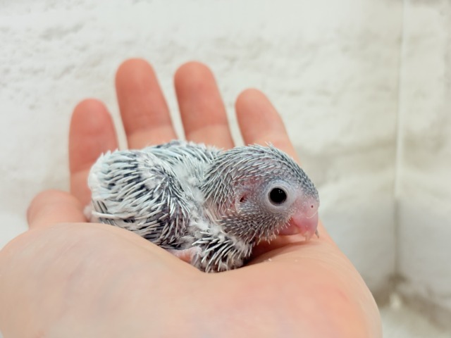 マメルリハ
