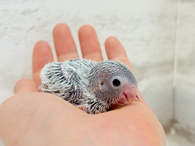 マメルリハ