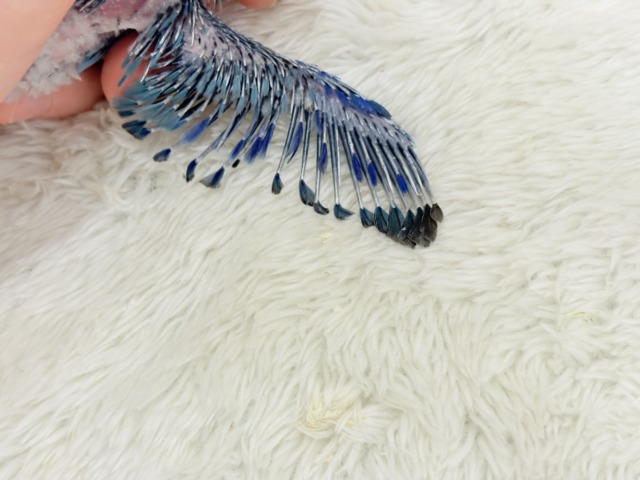 マメルリハ