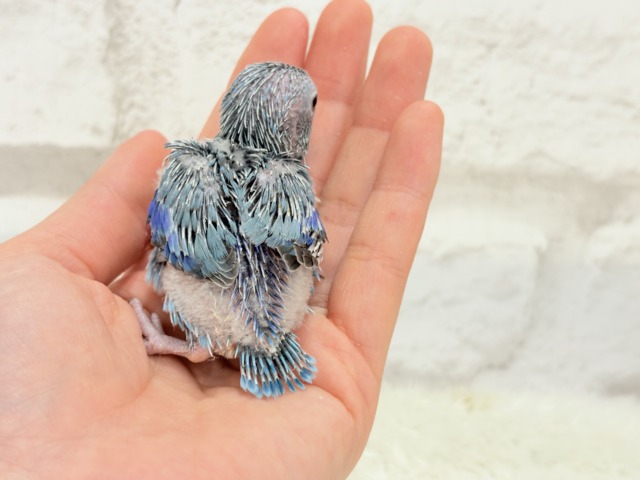 マメルリハ