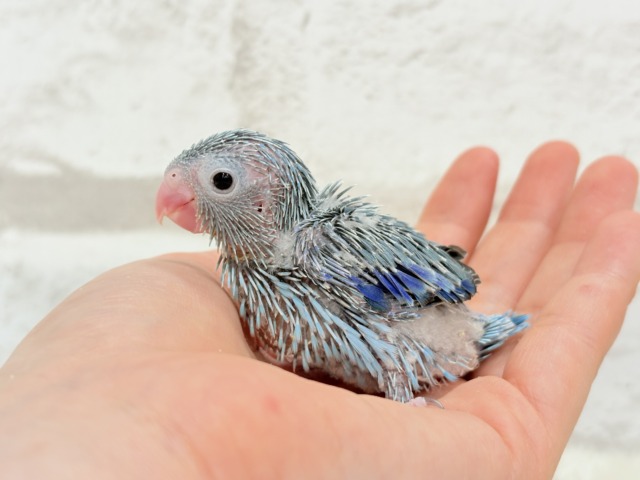 マメルリハ
