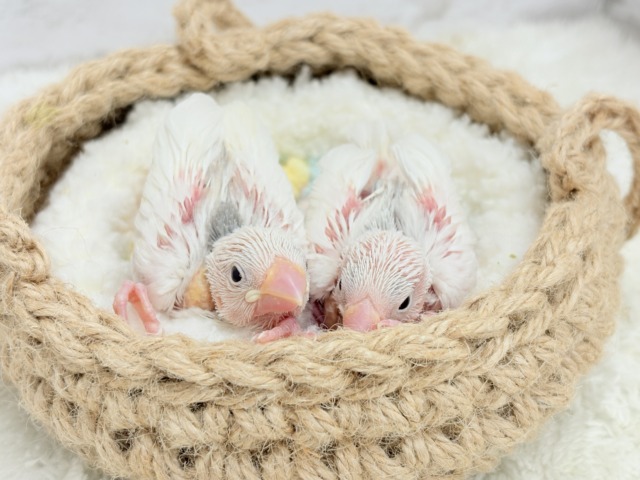 【最新画像更新🪄ひとり餌になりました☆】しろもちコンビ🐣🤍白文鳥 ヒナ 白文鳥