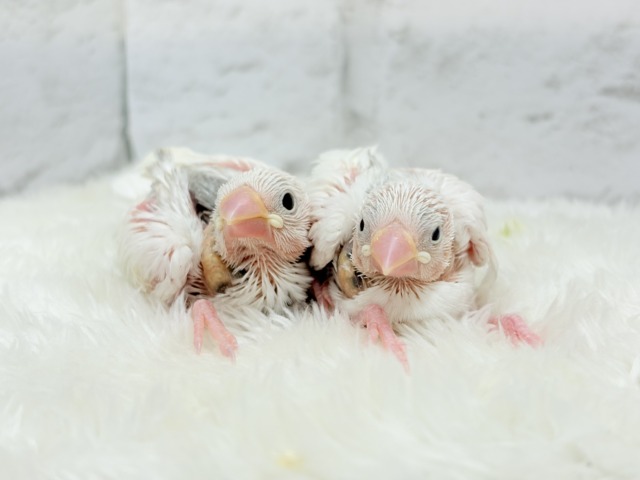 【最新画像更新🪄ひとり餌になりました☆】しろもちコンビ🐣🤍白文鳥 ヒナ 白文鳥