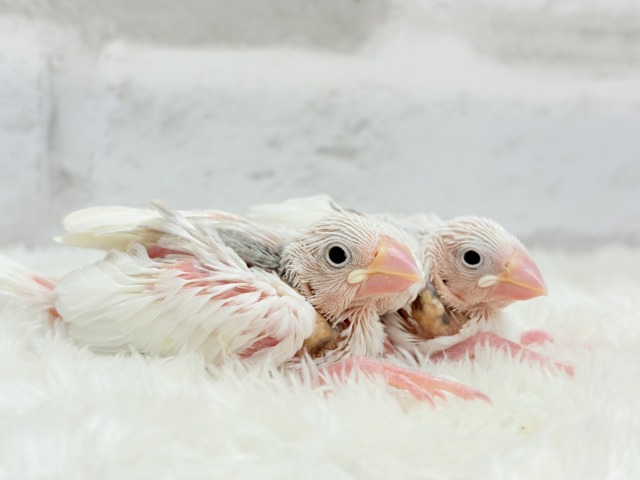【最新画像更新🪄ひとり餌になりました☆】しろもちコンビ🐣🤍白文鳥 ヒナ 白文鳥