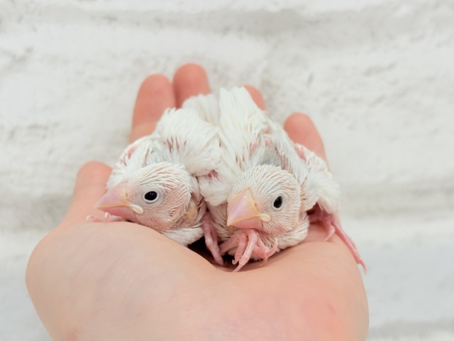 白文鳥