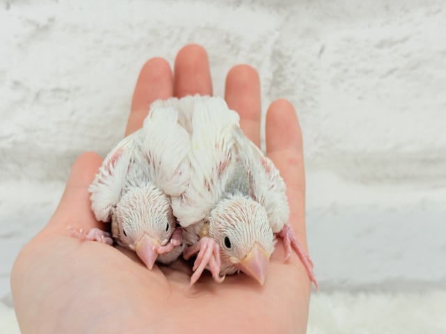 白文鳥