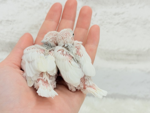 白文鳥