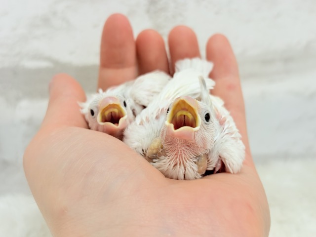 【最新画像更新🪄ひとり餌になりました☆】しろもちコンビ🐣🤍白文鳥 ヒナ 白文鳥