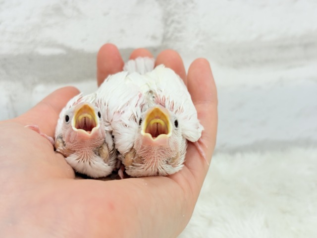 【最新画像更新🪄ひとり餌になりました☆】しろもちコンビ🐣🤍白文鳥 ヒナ 白文鳥