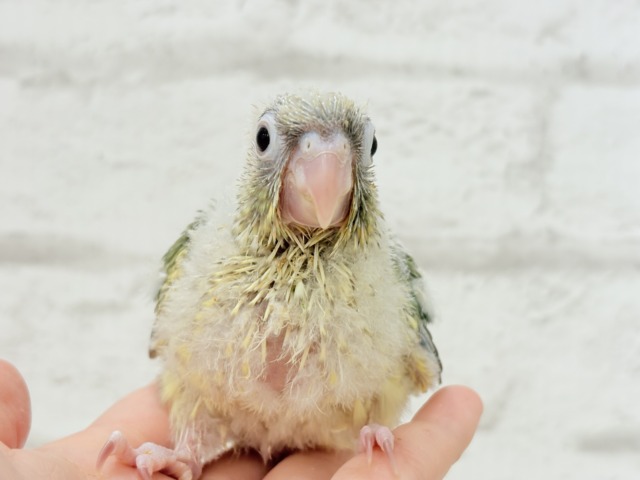 【最新画像更新🪄もうすぐひとり餌☆】おめめくりくり☆ふんわりカラー🫧ウロコインコ(ブルーパイナップル) ヒナ ホオミドリウロコインコ