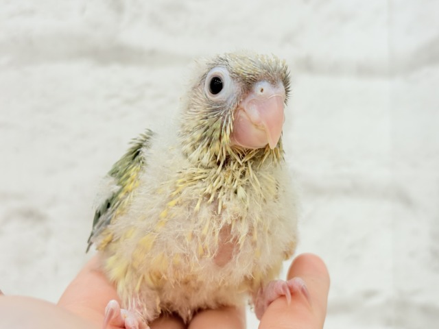 【最新画像更新🪄もうすぐひとり餌☆】おめめくりくり☆ふんわりカラー🫧ウロコインコ(ブルーパイナップル) ヒナ ホオミドリウロコインコ