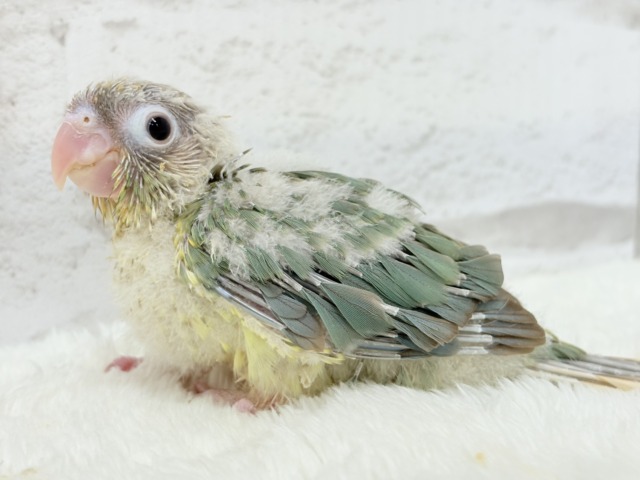 【最新画像更新🪄もうすぐひとり餌☆】おめめくりくり☆ふんわりカラー🫧ウロコインコ(ブルーパイナップル) ヒナ ホオミドリウロコインコ