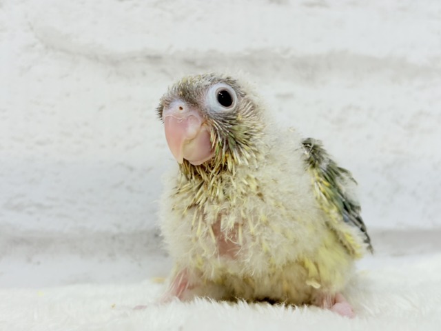【最新画像更新🪄もうすぐひとり餌☆】おめめくりくり☆ふんわりカラー🫧ウロコインコ(ブルーパイナップル) ヒナ ホオミドリウロコインコ