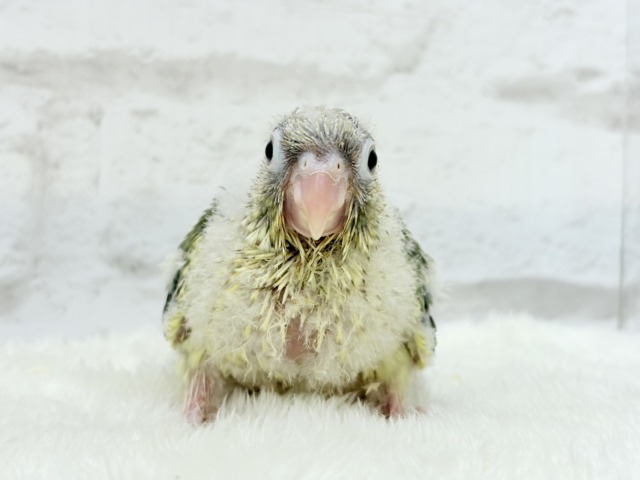 【最新画像更新🪄もうすぐひとり餌☆】おめめくりくり☆ふんわりカラー🫧ウロコインコ(ブルーパイナップル) ヒナ ホオミドリウロコインコ