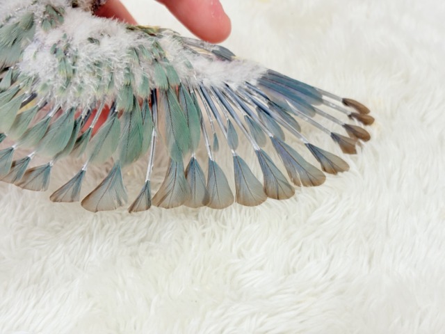 【最新画像更新🪄もうすぐひとり餌☆】おめめくりくり☆ふんわりカラー🫧ウロコインコ(ブルーパイナップル) ヒナ ホオミドリウロコインコ