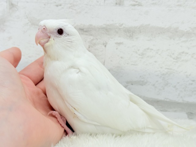 オカメインコ