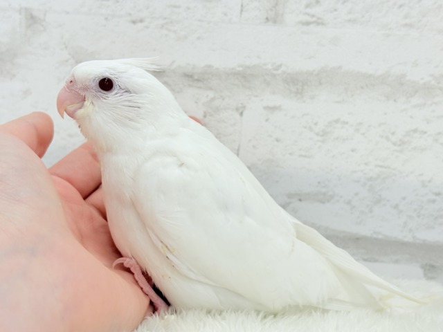 オカメインコ