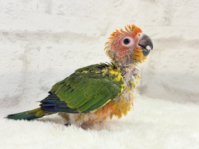 【最新画像更新🪄】甘々確定🐣💖コガネメキシコインコ ヒナ コガネメキシコインコ
