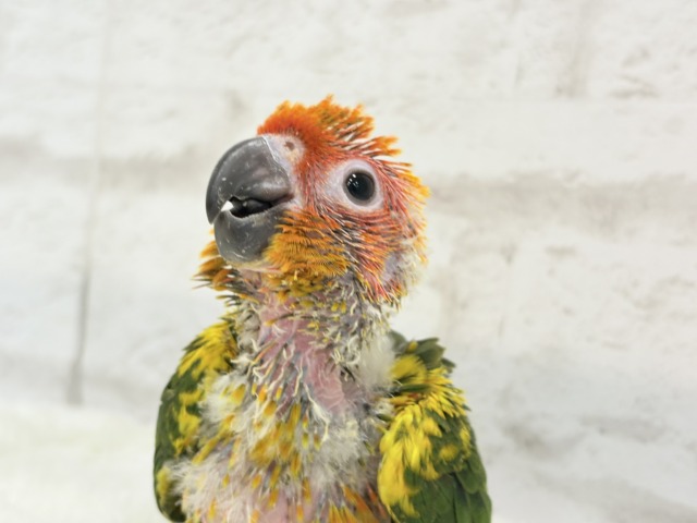 【最新画像更新🪄】甘々確定🐣💖コガネメキシコインコ ヒナ コガネメキシコインコ
