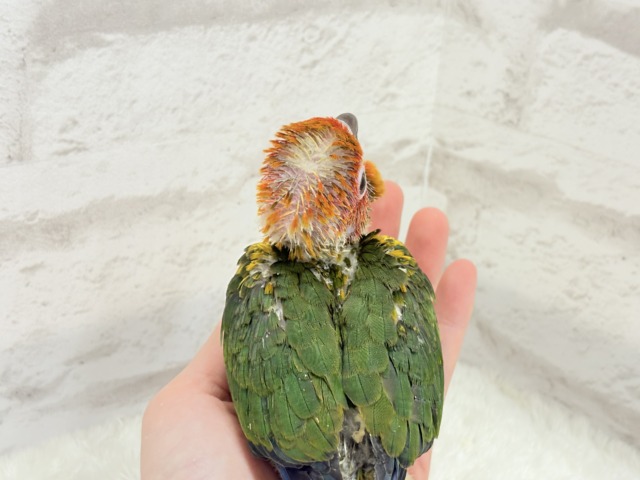 【最新画像更新🪄】甘々確定🐣💖コガネメキシコインコ ヒナ コガネメキシコインコ