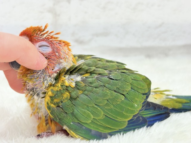 【最新画像更新🪄】甘々確定🐣💖コガネメキシコインコ ヒナ コガネメキシコインコ