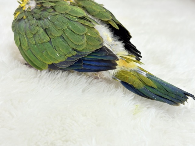 【最新画像更新🪄】甘々確定🐣💖コガネメキシコインコ ヒナ コガネメキシコインコ