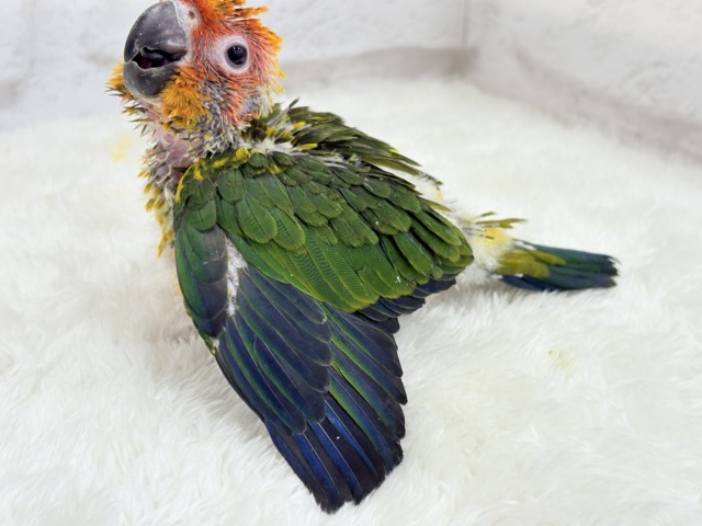 【最新画像更新🪄】甘々確定🐣💖コガネメキシコインコ ヒナ コガネメキシコインコ