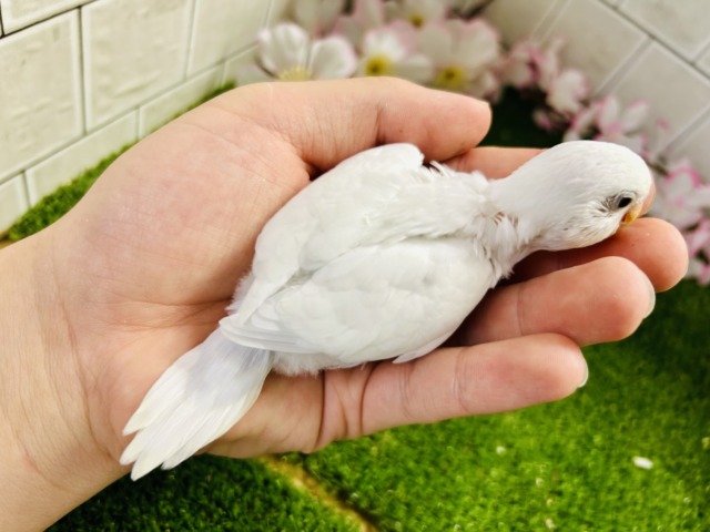 白い体にくりくりのおメメ! セキセイインコ セキセイインコ