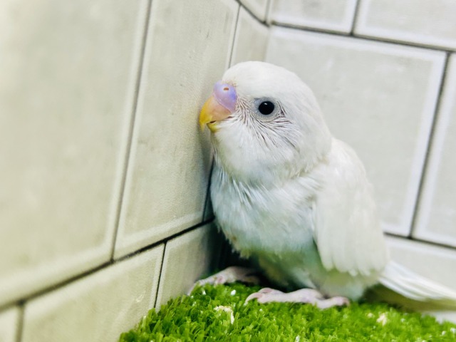 白い体にくりくりのおメメ! セキセイインコ セキセイインコ
