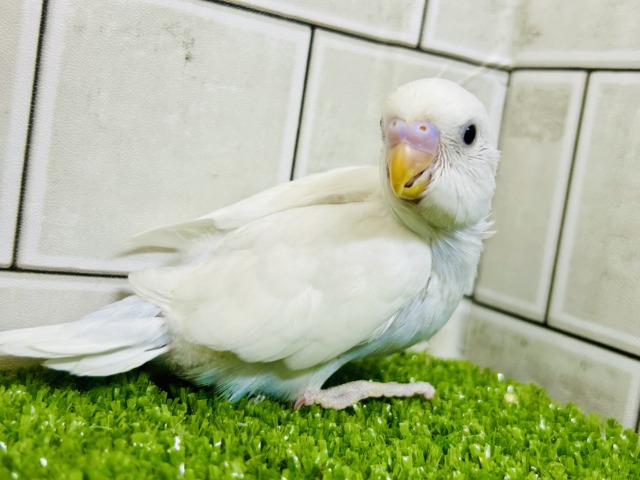白い体にくりくりのおメメ! セキセイインコ セキセイインコ