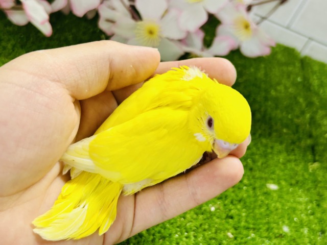パッと桜バレ~ セキセイインコ セキセイインコ
