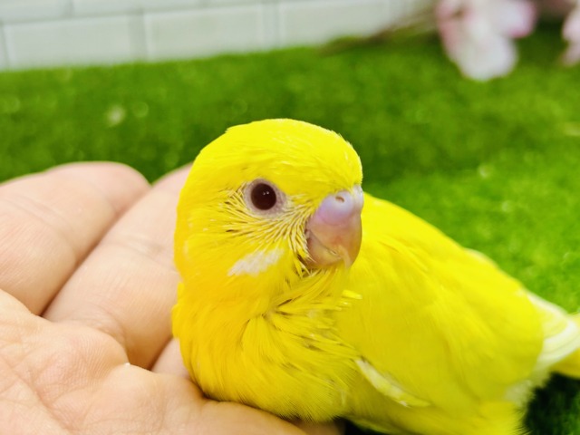 パッと桜バレ~ セキセイインコ セキセイインコ