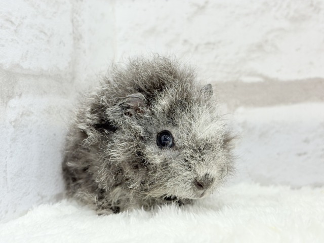 【最新画像更新🪄】ぬいぐるみみたいなもこもこちゃん🐹☁️テディモルモット(男の子) テディモルモット