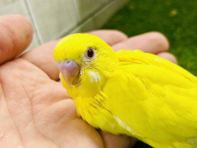 パッと桜バレ~ セキセイインコ セキセイインコ
