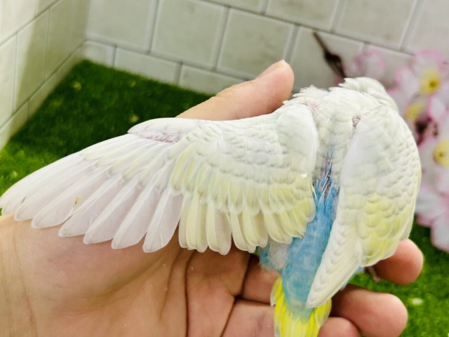 美しい・・・ このコを表す言葉は他にいりますか? セキセイインコ セキセイインコ