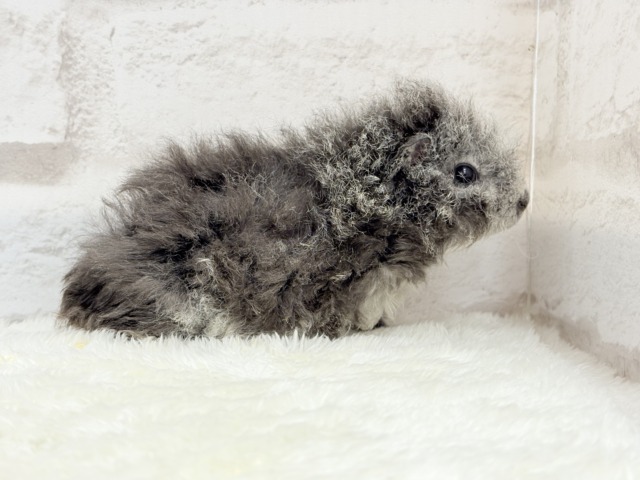 【最新画像更新🪄】ぬいぐるみみたいなもこもこちゃん🐹☁️テディモルモット(男の子) テディモルモット