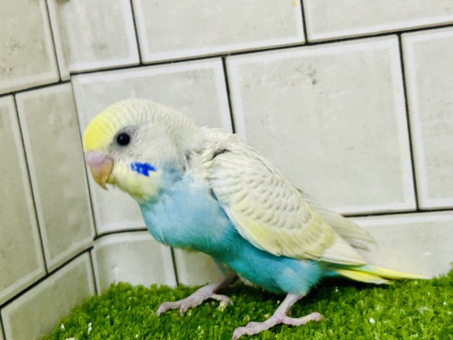 美しい・・・ このコを表す言葉は他にいりますか? セキセイインコ セキセイインコ