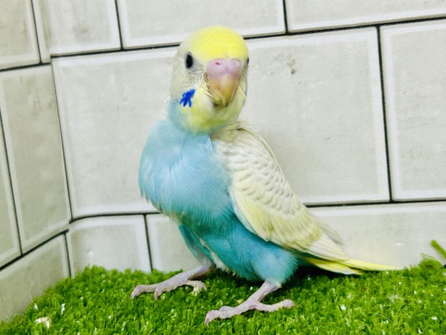 美しい・・・ このコを表す言葉は他にいりますか? セキセイインコ セキセイインコ
